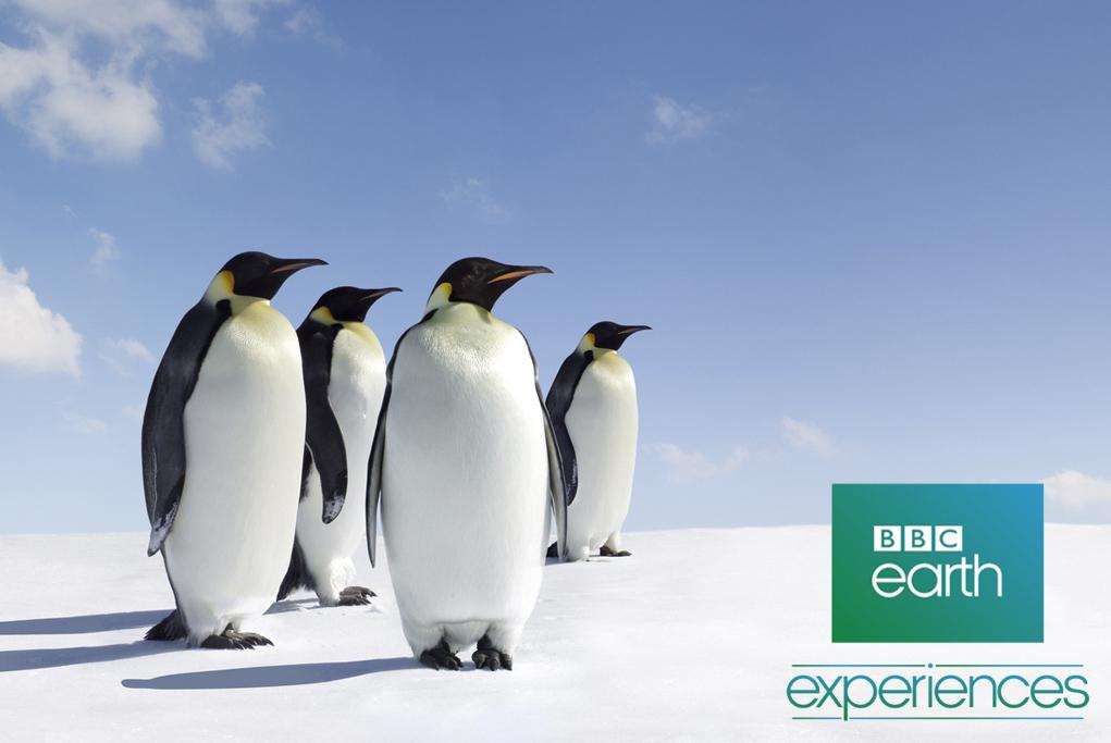 Camarote BBC Earth Experiences - MS Eurodam