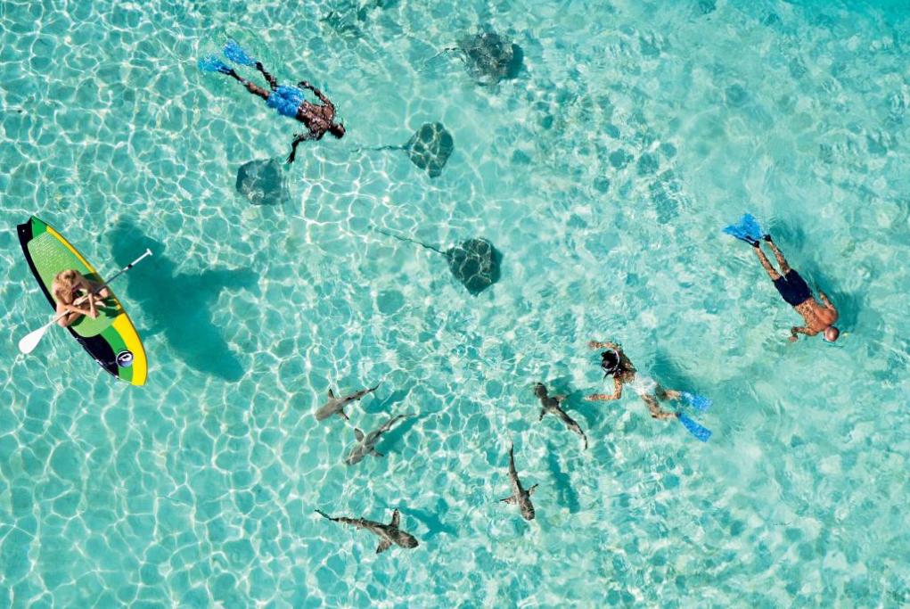 Snorkel con tiburones M/S Paul Gauguin