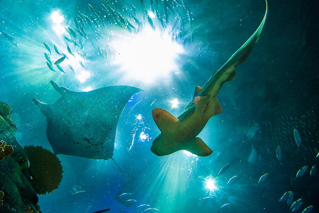 Acuario y Museo - Coquimbo - La Serena