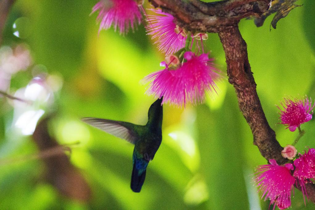 Jardín de los Surcos - Garden of Groves - Freeport - Gran Bahama