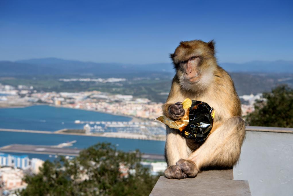 Reserva Natural de Monos - Gibraltar