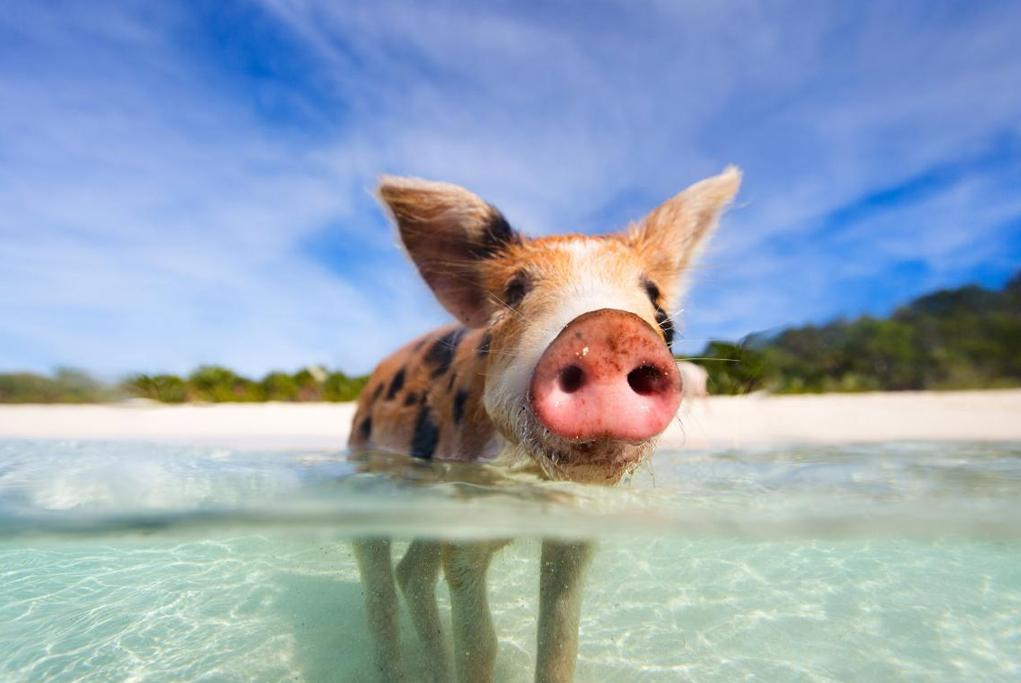 Experiencia exótica - Great Stirrup Cay