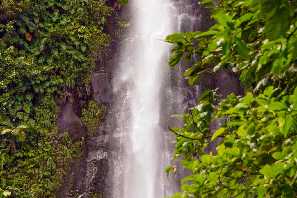 Sendero Agua Blanca y Cascada - Ilhabela