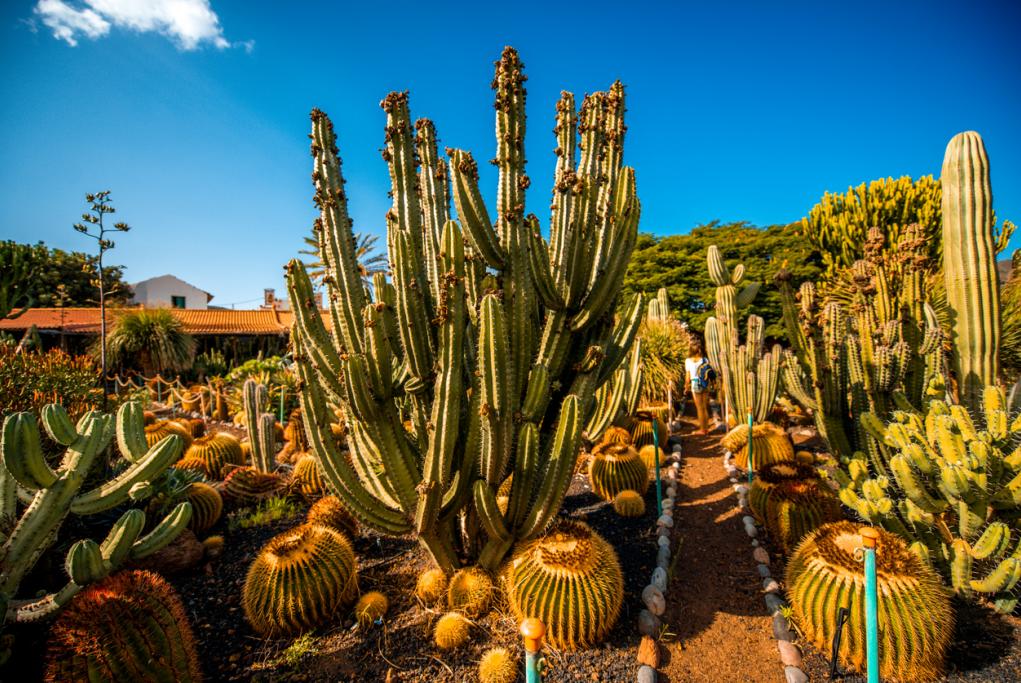 Jardín Botánico Canario - Las Palmas de Gran Canaria