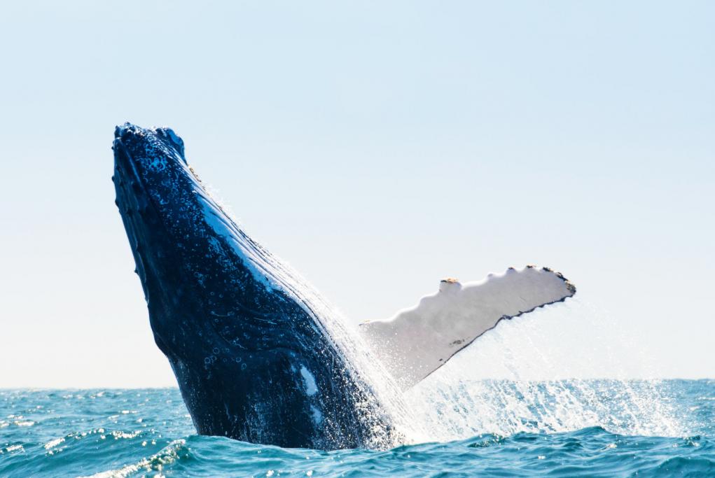 Avistamiento de ballenas - Puerto Madryn