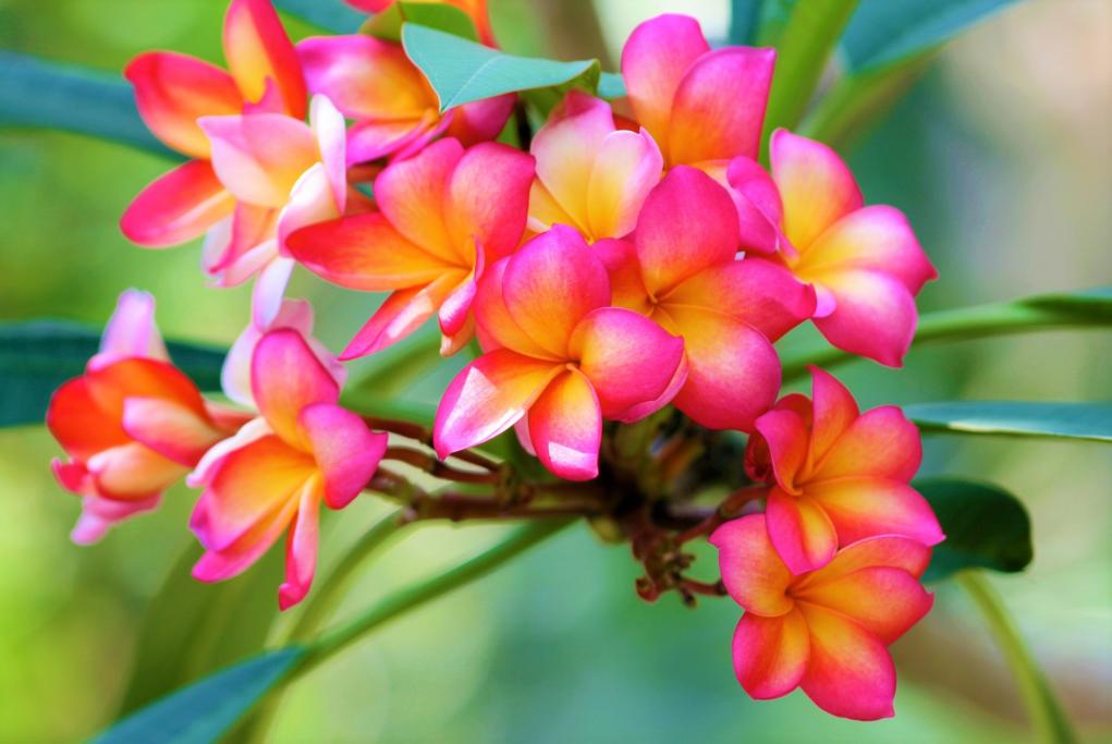 Galería y Jardín Ras Natango - Montego Bay