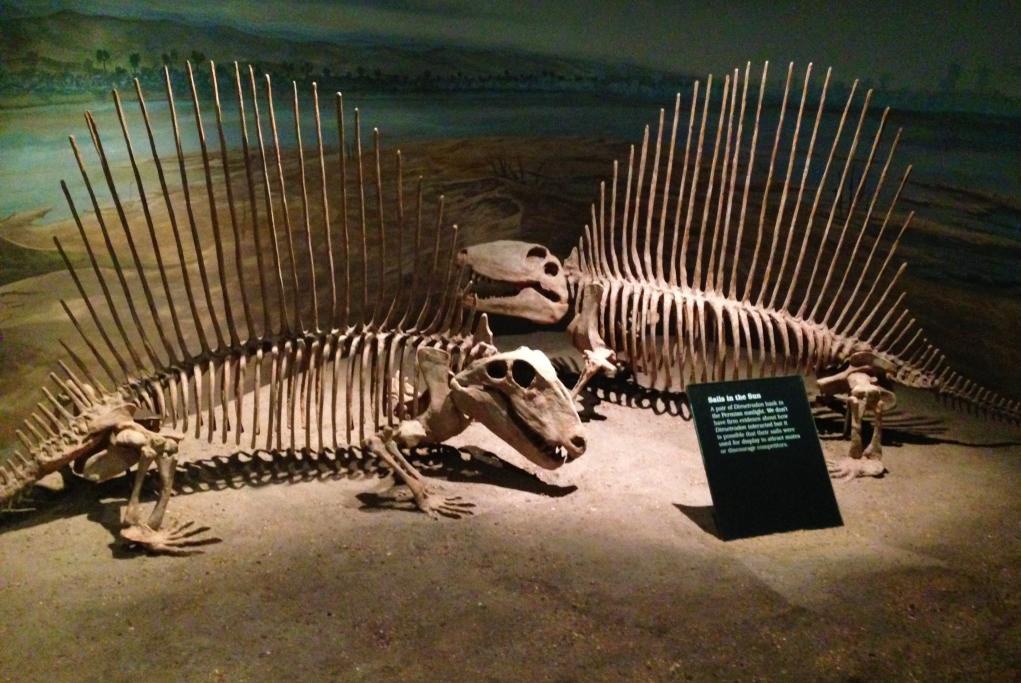 Museo Cámara Cascudo - Natal