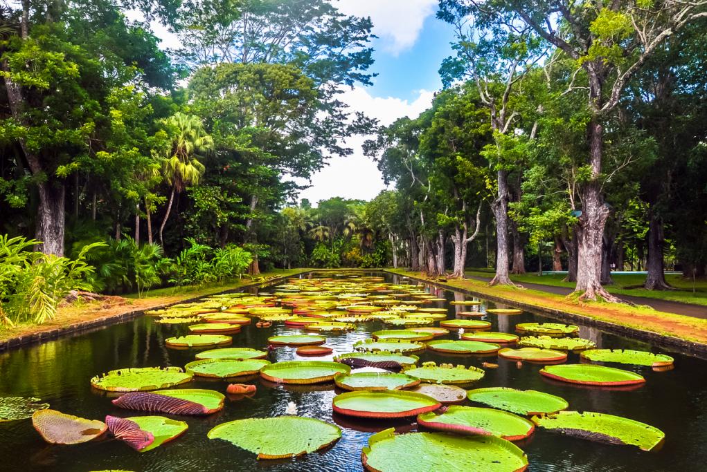 Jardín Botánico de Pamplemousses - Port Louis