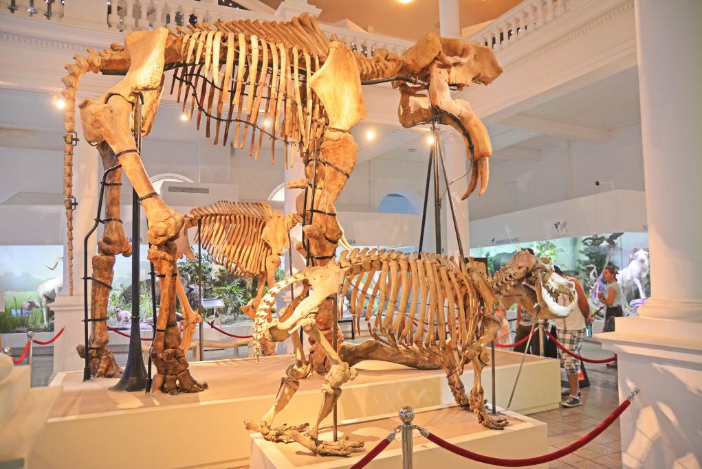 Museo de Ciencias Naturales y Oceanográfico - Puerto Madryn