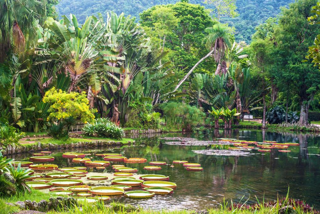Jardín Botánico - Recife