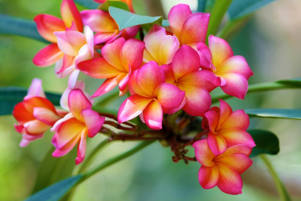 Jardín Romney Manor - Saint Kitts