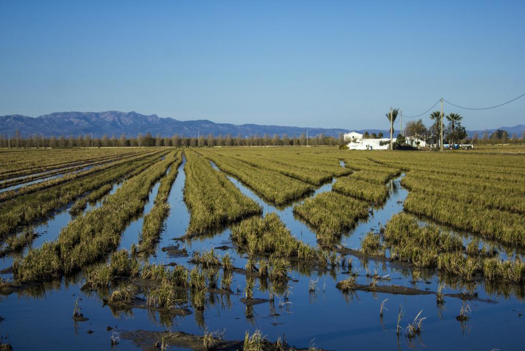 Delta del Ebro y Tortosa - Tarragona