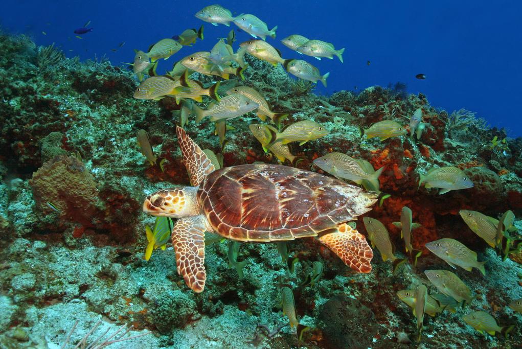 Arrecife Palancar - Cozumel