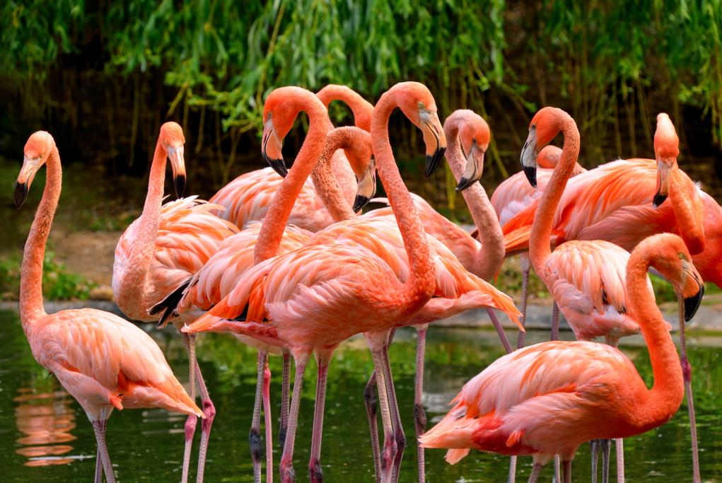 Flamingo Gardens - Fort Lauderdale