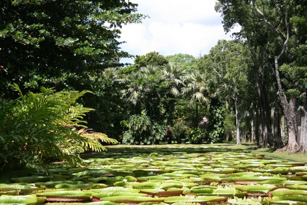 Jardín Botánico Pamplemousses - Isla Mauricio