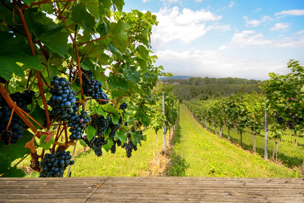 Regiones Vinícolas de Aquitania - Burdeos